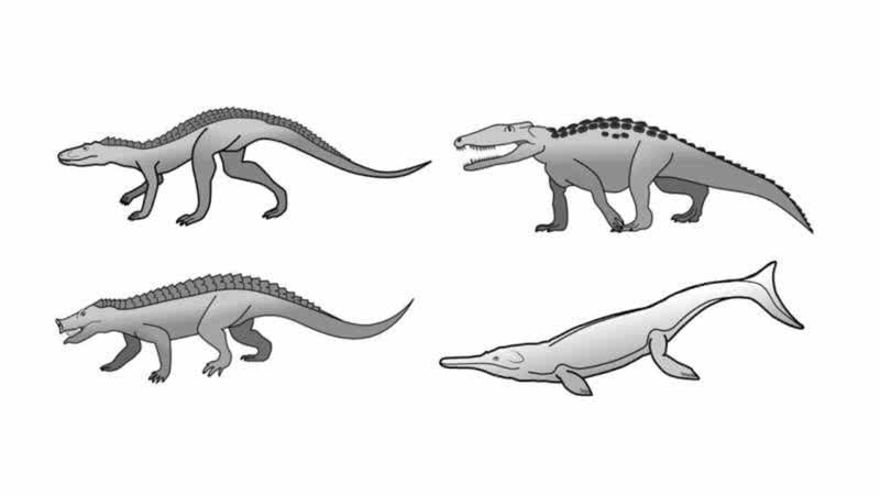 No passado, os crocodilos tinham uma variedade de espécies muito maior do que hoje - Divulgação/Universidade de Bristol
