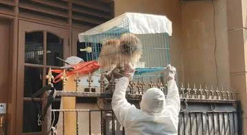 Membro do grupo realiza resgate de pet - Divulgação / Animal Defenders Indonesia