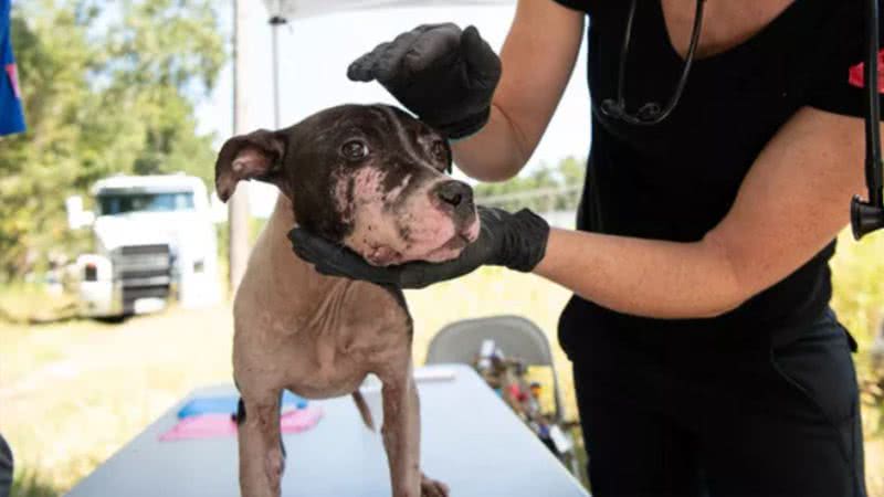 Fotografia mostrando um dos cães resgatados sendo tratado - Divulgação/ The Humane Society