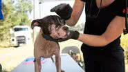 Fotografia mostrando um dos cães resgatados sendo tratado - Divulgação/ The Humane Society
