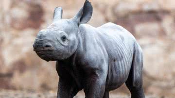 Imagem da filhote de rinoceronte-negro - Divulgação/Chester Zoo
