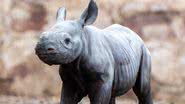 Imagem da filhote de rinoceronte-negro - Divulgação/Chester Zoo
