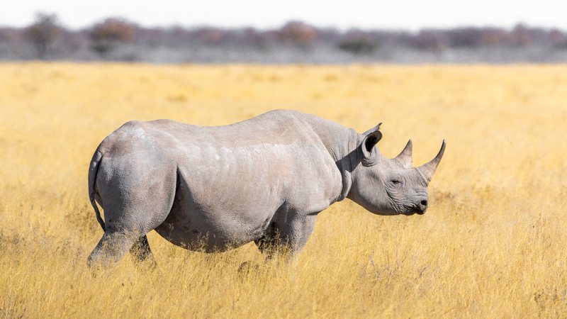 Imagem meramente ilustrativa de rinoceronte branco - Divulgação/ Pixabay/ TeeFarm