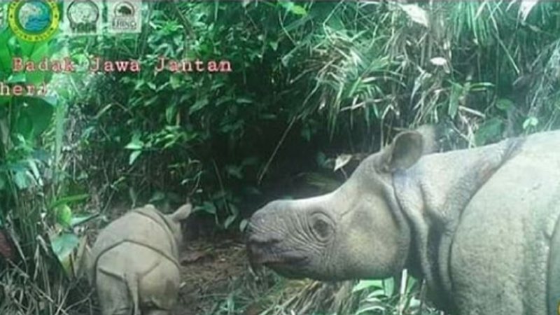 Imagem do filhote de um rinoceronte-de-java com sua mãe - Divulgação/ Instagram/ Parque Nacional de Ujung Kulon