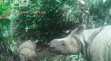 Imagem do filhote de um rinoceronte-de-java com sua mãe - Divulgação/ Instagram/ Parque Nacional de Ujung Kulon