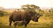 Fotografia meramente ilustrativa de rinocerontes - Divulgação/ Pixabay/ peterjohnball0
