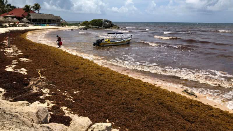 Fotografia de 2015 mostrando acúmulo de algas marinhas em praia do México - Getty Images