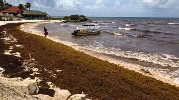 Fotografia de 2015 mostrando acúmulo de algas marinhas em praia do México - Getty Images