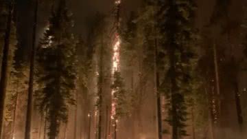 Incêndio ameaça grande reserva de sequoias - Divulgação / Youtube / KPIX CBS SF Bay Area