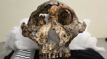 Esqueleto milenar encontrado - Divulgação/Universidade La Trobe