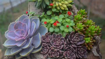Imagem ilustrativa da planta suculenta - PixaBay/Jiawei333