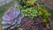 Imagem ilustrativa da planta suculenta - PixaBay/Jiawei333