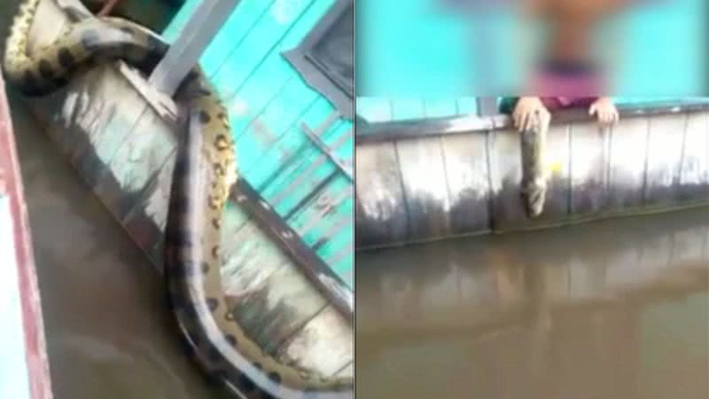 Cobra morta por moradores de Anamã - Divulgação/Vídeo/g1
