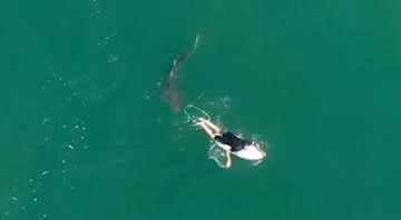 Cena da filmagem que mostra o tubarão perto do surfista - Divulgação/Youtube