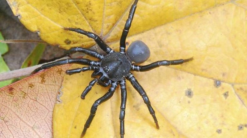 A aranha de alçapão Ummidia solana - Divulgação/Echeverri et al.