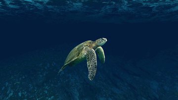 Imagem meramente ilustrativa de tartaruga marinha - Imagem de kandhal keshvala no Pixabay