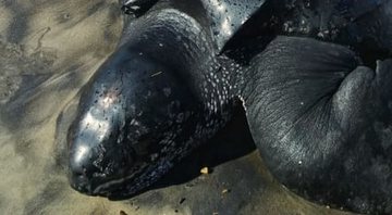 Espécie rara de tartaruga, ameaçada de extinção - Divulgação/ (A)mar