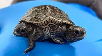 Fotografia do réptil recém-nascido - Divulgação / Facebook/ Cape Wildlife Center