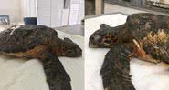 Fotografias da tartaruga encontrada em Santa Catarina - Divulgação/ PMP BS - Udesc
