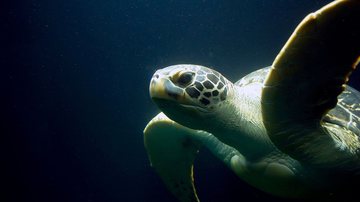Imagem meramente ilustrativa de  tartaruga marinha - Foto de Jörg Möller no Pixabay