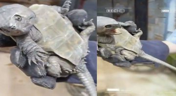 Em trecho de vídeo, a tartaruga se movimenta nas mãos de um homem - Divulgação / Twitter