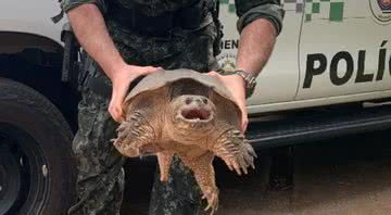 A tartaruga-aligátor encontrada em Presidente Prudente - Divulgação/Polícia Ambiental