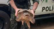 A tartaruga-aligátor encontrada em Presidente Prudente - Divulgação/Polícia Ambiental