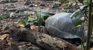 Momentos antes de tartaruga matar filhote de pássaro - Divulgação/Youtube/The Guardian