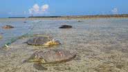 Tartarugas encontradas mortas na ilha japonesa de Kumejima - Divulgação/Museu da Tartaruga Marinha de Kumejima