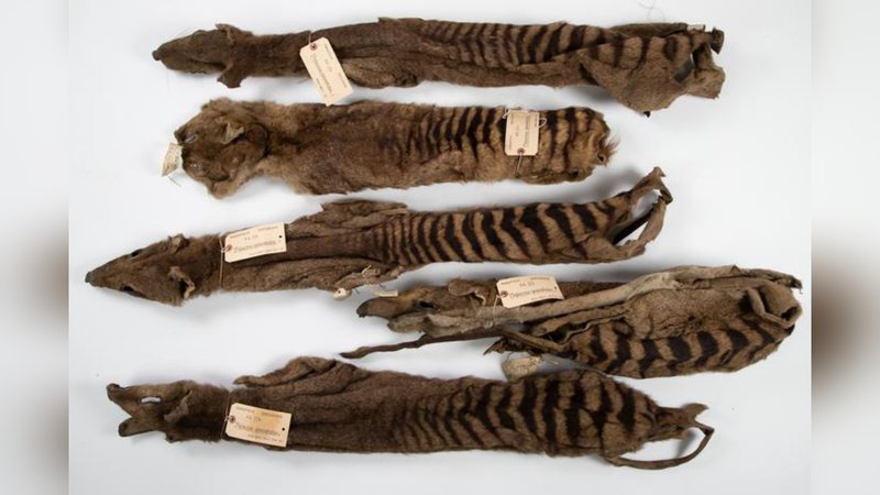 Cinco peles de tigres da tasmânia enviados por Morton Allport ao Reino Unido entre 1869 e 1871 - Divulgação/Universidade de Cambridge