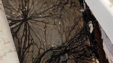 Teias negras encontradas sob piso em casa na Austrália - Reprodução/Redes Sociais