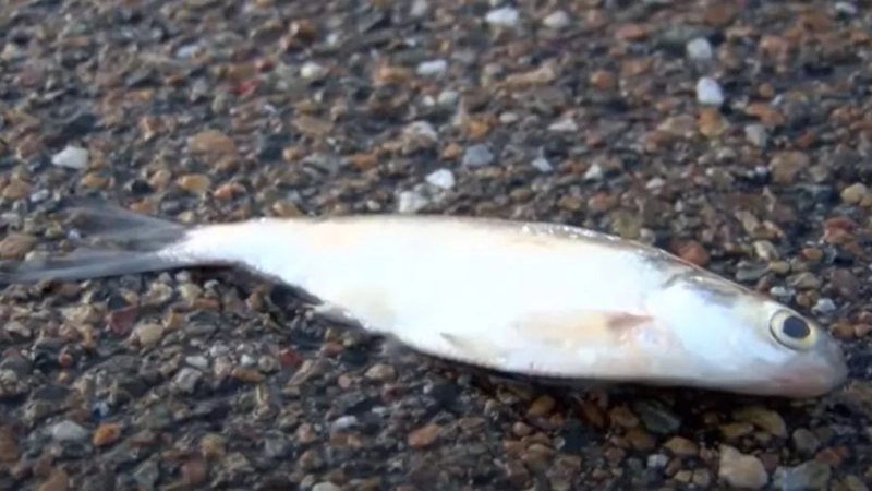 Um dos peixes encontrados no solo da cidade texana - Divulgação/Youtube/ArkLaTex Homepage