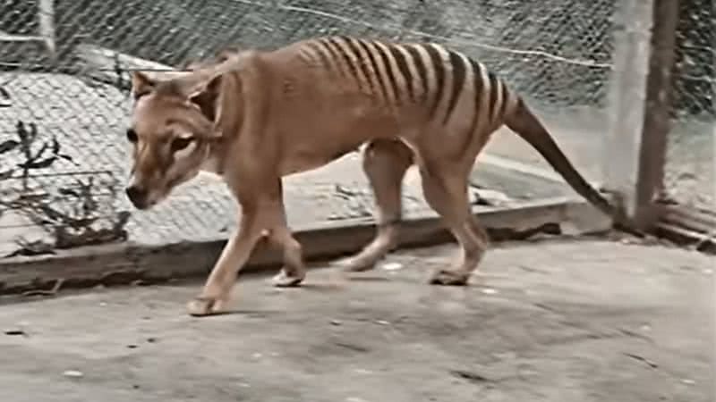 Tigre-da-tasmânia - Reprodução/Vídeo/Youtube:NFSA Films