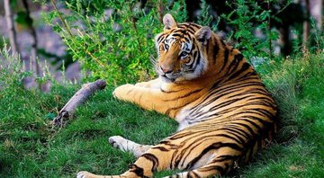 Imagem ilustrativa de um tigre na natureza - Divulgação/Pixabay
