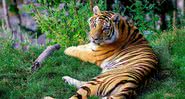 Imagem ilustrativa de um tigre na natureza - Divulgação/Pixabay