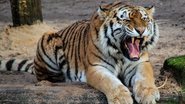 Imagem ilustrativa de tigre - Foto de blende12, via Pixabay