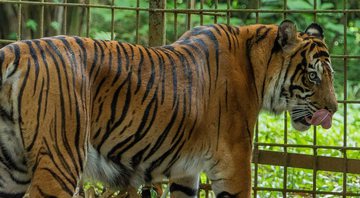 Imagem ilustrativa de um tigre - Divulgação/Oktavianus-K-A/Pixabay