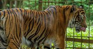 Imagem ilustrativa de um tigre - Divulgação/Oktavianus-K-A/Pixabay