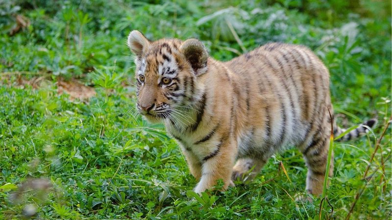 Foto ilustrativa de um tigre siberiano filhote - Wikimedia Commons