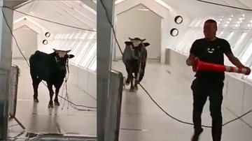 Trechos de vídeo mostrando touro andando pelo banco - Divulgação/ Redes Sociais