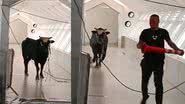 Trechos de vídeo mostrando touro andando pelo banco - Divulgação/ Redes Sociais