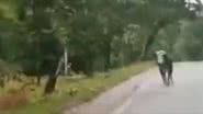 Vídeo mostra touro correndo atrás de tigre na Índia - Divulgação/Twitter/@susantananda3