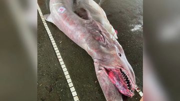 Tubarão-duende pescada em Taiwan - Reprodução / Redes Sociais