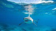Fotografia meramente ilustrativa de tubarão - Divulgação/ Freepik/ Licença livre