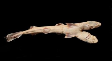 Tubarão galhudo de duas cabeças - Divulgação/Edris Queiroz