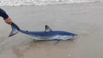 Tubarão encontrada na praia no litoral de São Paulo - Divulgação/facebook/Edvan Silva