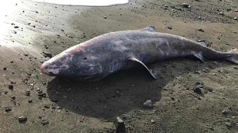 tubarão-da-Groenlândia encontrado na Cornualha - Marine Stranding Network/APEX