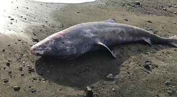 tubarão-da-Groenlândia encontrado na Cornualha - Marine Stranding Network/APEX