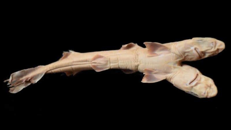 Fotografia do pequeno tubarão de duas cabeças - Divulgação/Edris Queiroz