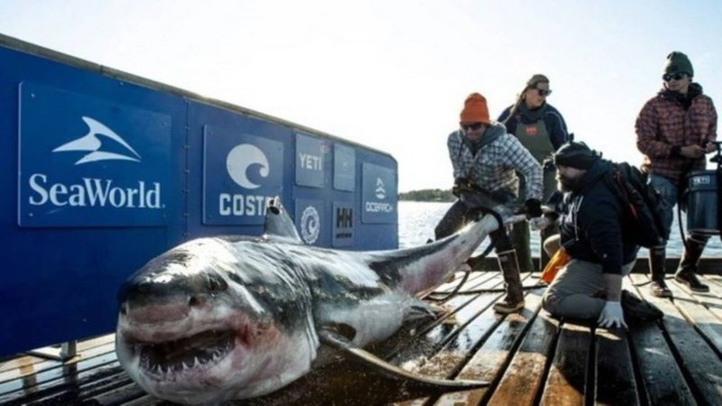 Tubarão resgatado no Canadá